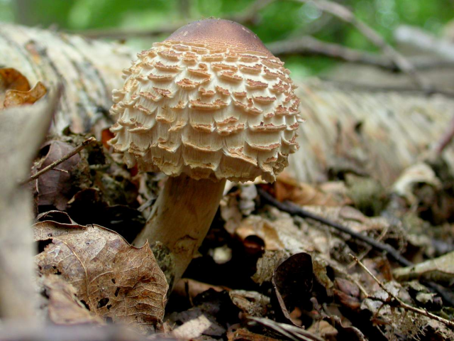 Мицелий Гриба-зонтика краснеющего / Гриб-зонтик лохматый (Chlorophyllum rhacodes)